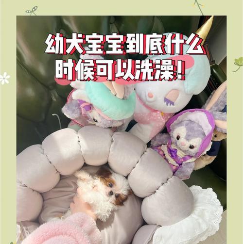 幼犬感冒后洗澡时间指南｜科学安排护理要点
