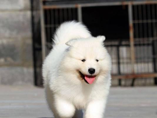 萨摩耶犬六大秘密｜养狗必备知识全解析(图2)