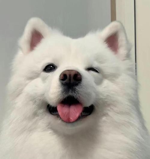 萨摩耶犬六大秘密｜养狗必备知识全解析(图4)