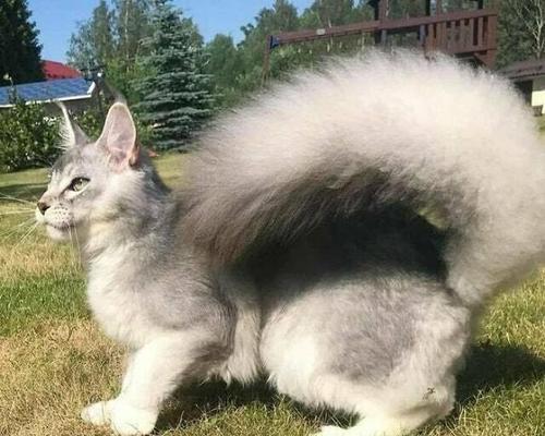 狮子猫寿命全攻略(图4)