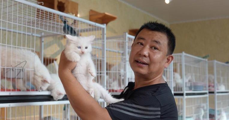 狮子猫寿命全攻略