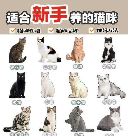 狮子猫寿命全攻略(图2)