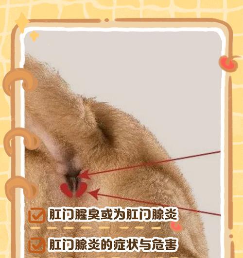狗狗洗澡后仍有异味可能与肛门腺有关｜原因与解决全攻略(图2)
