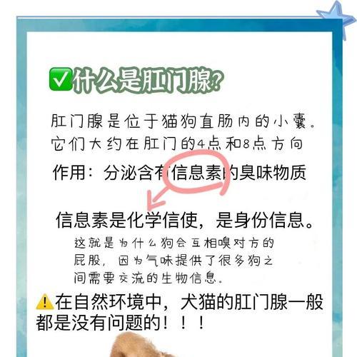 狗狗洗澡后仍有异味可能与肛门腺有关｜原因与解决全攻略(图3)