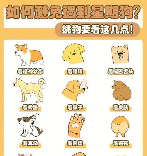 星期狗特征与选购指南｜全面解析饲养要点(图1)