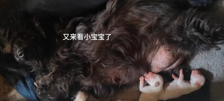 小狗喂奶时间间隔全攻略(图2)