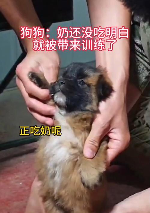 小狗喂奶时间间隔全攻略(图4)
