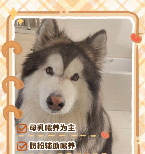 小狗喂奶时间间隔全攻略