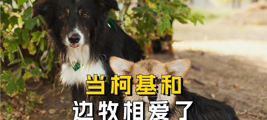 边牧幼犬进食后多久拉全攻略(图1)