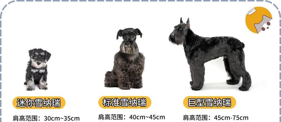 迷你型雪纳瑞犬寿命及关键因素全攻略(图1)