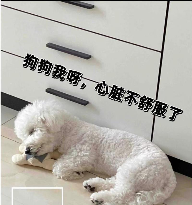 狗得了心脏病能活多久全攻略