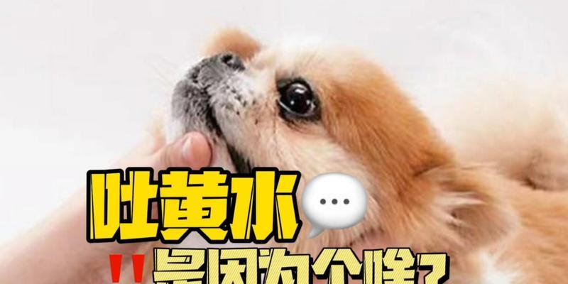 揭秘狗狗嘴巴莫名起泡沫的原因全攻略(图1)