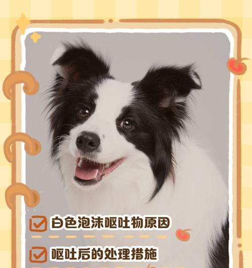 揭秘狗狗嘴巴莫名起泡沫的原因全攻略(图3)