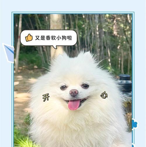 揭秘狗狗嘴巴莫名起泡沫的原因全攻略(图2)