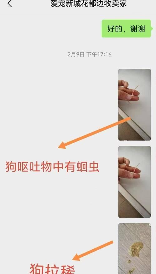 边牧幼犬进食后多久拉全攻略(图3)