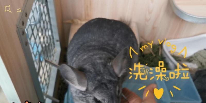 龙猫妈妈洗澡时间和注意事项全攻略(图1)