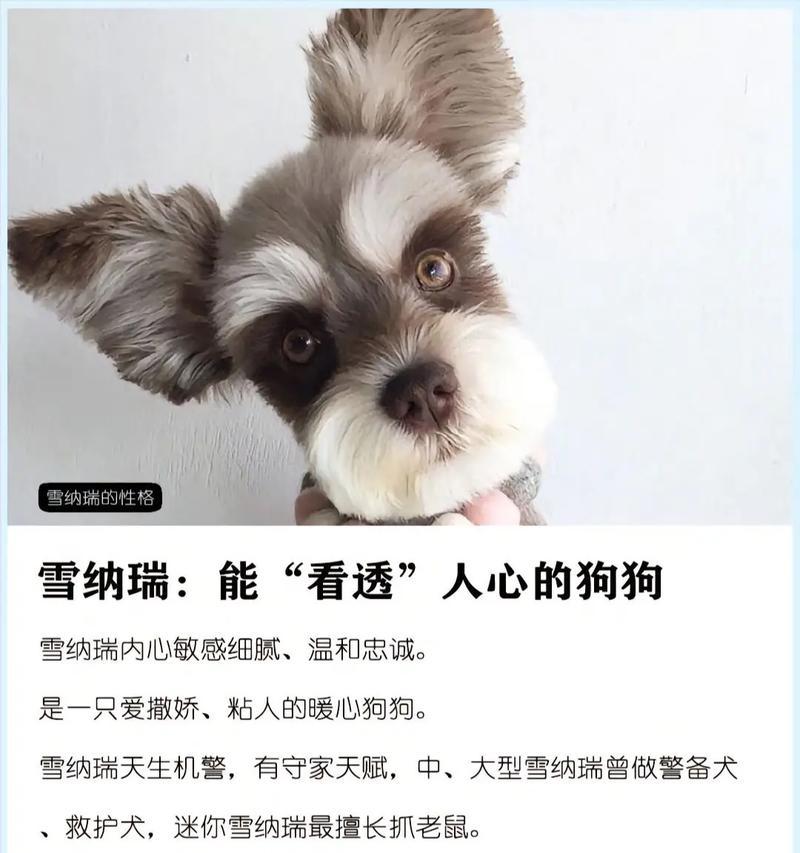 迷你型雪纳瑞犬寿命及关键因素全攻略(图2)