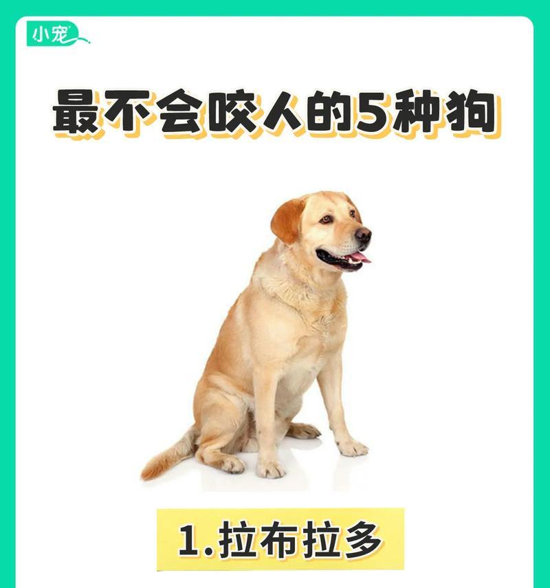 宠物狗价格盘点｜6种常见狗狗价格全攻略