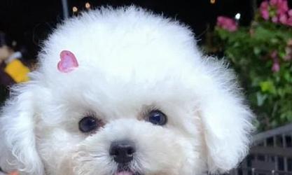 比熊狗剃光后如何恢复爆毛全攻略