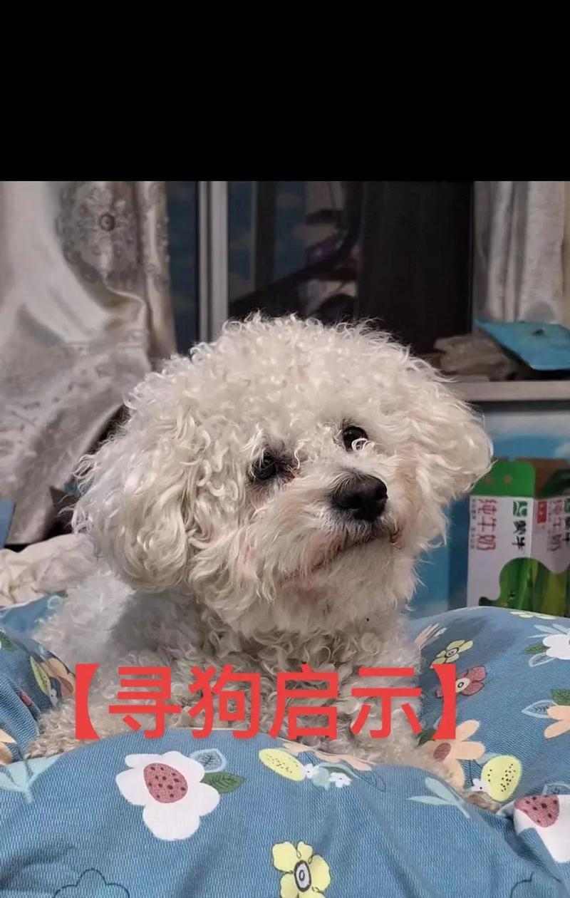 比熊狗剃光后如何恢复爆毛全攻略(图3)