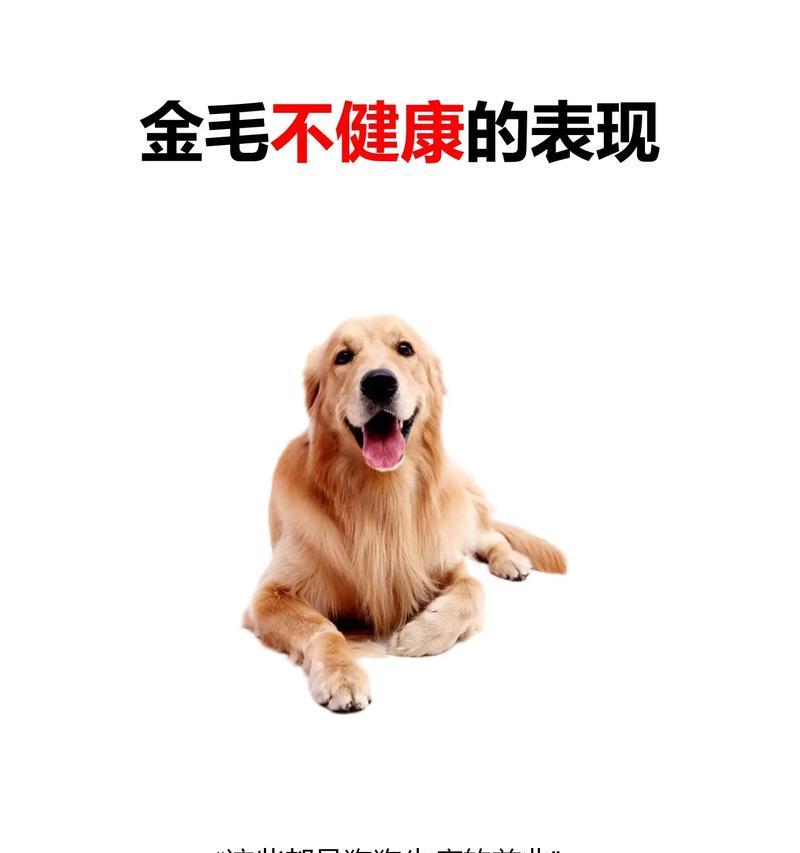 幼犬生病表现全攻略(图2)