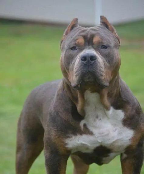 世上最凶猛恶犬揭秘｜藏獒全攻略(图4)
