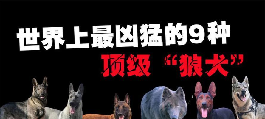 世上最凶猛恶犬揭秘｜藏獒全攻略
