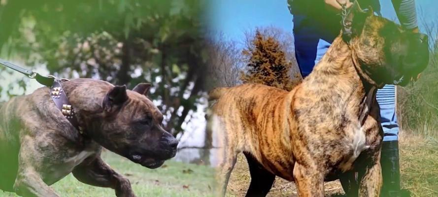 世上最凶猛恶犬揭秘｜藏獒全攻略(图2)