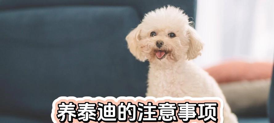 秋季饲养泰迪注意事项全攻略(图2)
