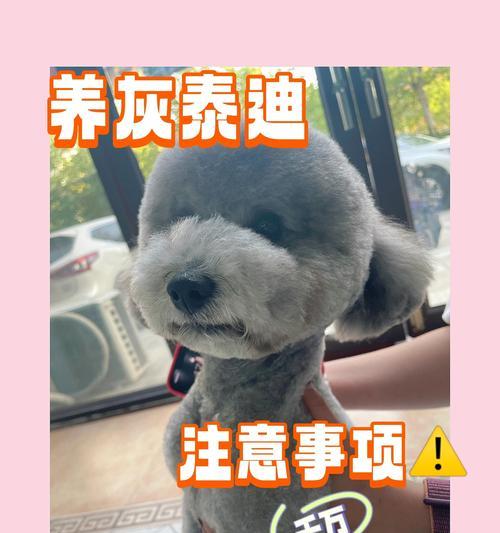 秋季饲养泰迪注意事项全攻略(图4)