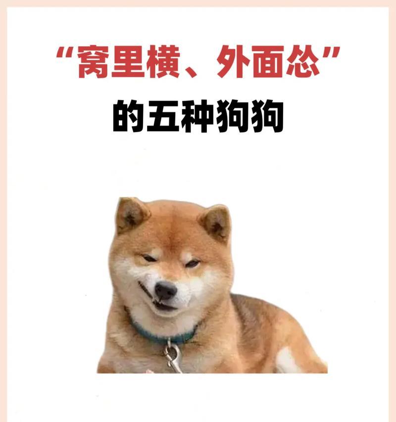 宠物狗价格盘点｜6种常见狗狗价格全攻略(图2)