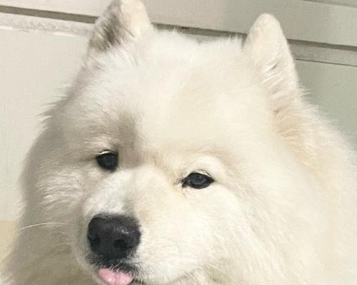 幼犬咬拖鞋原因及解决方法全攻略(图2) 幼犬咬拖鞋原因及解决方法全攻略(图2)