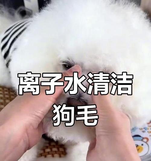 狗吃什么除泪痕?实用饮食全攻略(图1) 狗吃什么除泪痕?实用饮食全攻略(图1)