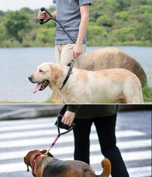 金毛犬链子选择全攻略(图2) 金毛犬链子选择全攻略(图2)