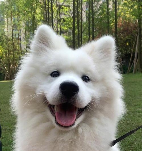 萨摩耶犬的六个小秘密全攻略