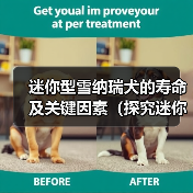 迷你型雪纳瑞犬的寿命及关键因素(探究迷你型雪纳瑞犬的预期寿命和影响因素)(图2) 迷你型雪纳瑞犬寿命及关键因素全攻略(图2)