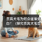 贵宾犬毛为何会逐渐变白全攻略