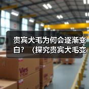 贵宾犬毛为何会逐渐变白?(探究贵宾犬毛变白的原因和影响)(图2) 贵宾犬毛为何会逐渐变白全攻略(图2)