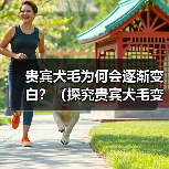 贵宾犬毛为何会逐渐变白?(探究贵宾犬毛变白的原因和影响)(图4) 贵宾犬毛为何会逐渐变白全攻略(图4)