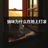 猫咪为什么在地上打滚?(图3) 猫咪为什么在地上打滚全攻略(图3)