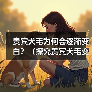贵宾犬毛为何会逐渐变白?(探究贵宾犬毛变白的原因和影响)(图3) 贵宾犬毛为何会逐渐变白全攻略(图3)