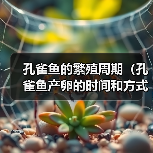 孔雀鱼繁殖周期全攻略｜产卵时间与方式详解(图4)