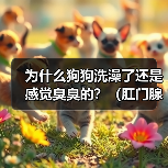 狗狗洗澡后仍臭？肛门腺问题全攻略