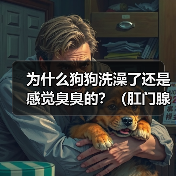 为什么狗狗洗澡了还是感觉臭臭的?(肛门腺问题可能是原因)(图2) 狗狗洗澡后仍臭?肛门腺问题全攻略(图2)
