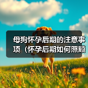 母狗怀孕后期的注意事项(怀孕后期如何照顾母狗)(图4) 母狗怀孕后期照顾全攻略(图4)