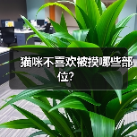 猫咪不喜欢被摸哪些部位全攻略