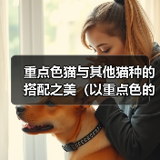 重点色猫与其他猫种搭配之美全攻略(图4)