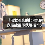 《毛发剃光的比熊狗两岁后能否重获爆毛?》(从无毛到爆毛,比熊狗恢复蓬松毛发的秘密揭秘!)(图4) 比熊狗剃光后如何恢复爆毛全攻略(图4)