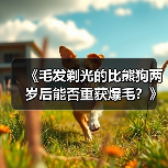 比熊狗剃光后如何恢复爆毛全攻略