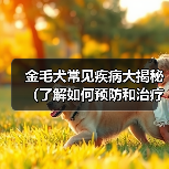 金毛犬常见疾病大揭秘(了解如何预防和治疗金毛犬的常见疾病)(图3) 金毛犬常见疾病全攻略(图3)